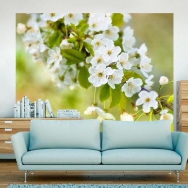 Fotomurale - Delicati fiori di ciliegio - 250x193