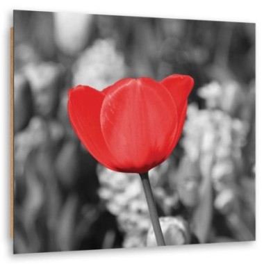 Quadro deco panel, Tulipano rosso nel prato - 40x40