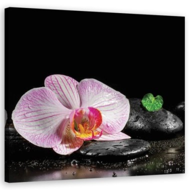 Quadro su tela, Uno zen in fiore di orchidea - 50x50
