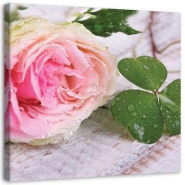Quadro su tela, Rosa fiore rosa natura - 60x60