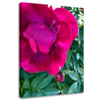 Quadro su tela, Peonia fiore rosa - 80x120