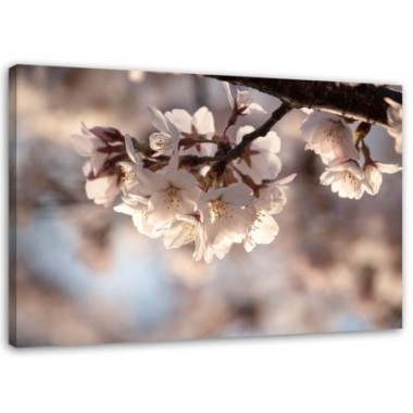 Quadro su tela, Natura in fiore di ciliegio - 120x80