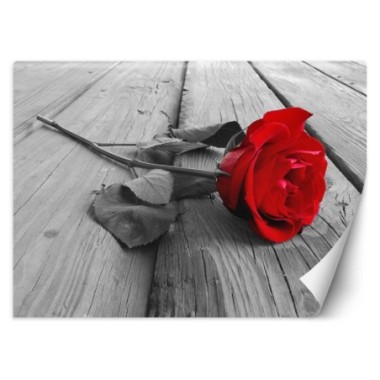 Carta Da Parati, Fiori di rosa rossa retrÃ² - 350x245